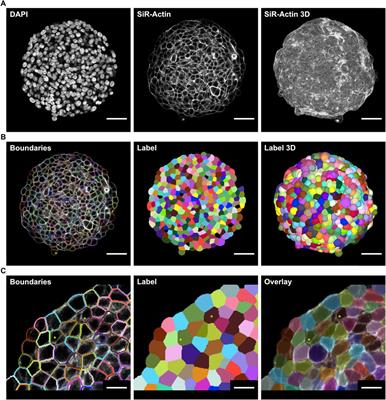 From in vitro to in silico: a pipeline for generating virtual tissue simulations from real image data